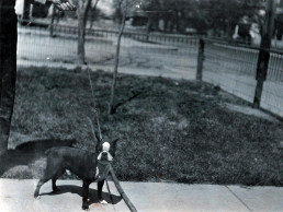 Photo of Connor's dog
